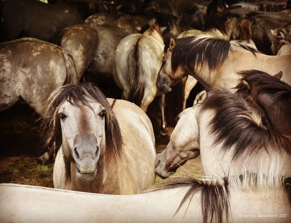 一群野马在农田里 — 图库照片