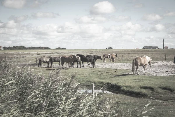 Graustufenaufnahme Von Pferden Auf Freiem Feld — Stockfoto