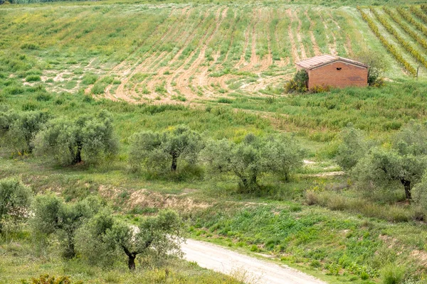 Paisajes Viñedos Otoño Región Vinícola Penedes Cataluña — Foto de Stock