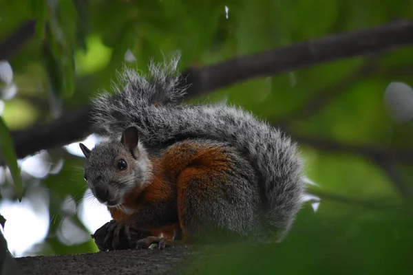 Ein Süßes Eichhörnchen Auf Dem Ast Sammelt Haselnuss — Stockfoto