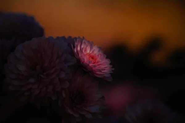 一朵紫色菊花花蕾在黑暗中的特写 — 图库照片