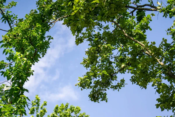 Zelený Strom Proti Modré Obloze — Stock fotografie