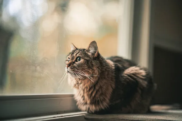 Een Schattige Kat Liggend Vensterbank Kijkend Naar Buiten Thuis — Stockfoto