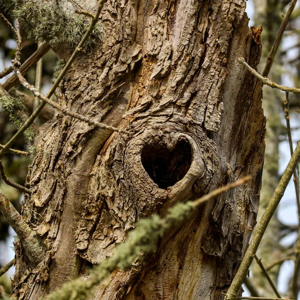 Primo Piano Vecchio Albero Con Foro Forma Cuore — Foto Stock