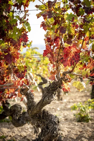 Vertical Shot Fresh Berries Grapevine Autumn Penedes Wine Region Catalonia — Stock Photo, Image