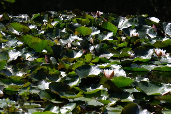 Een Selectief Van Lotus Loof Een Waterplas — Stockfoto