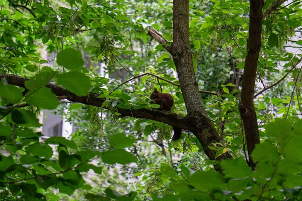 Ein Eichhörnchen Auf Einem Grünen Baum — Stockfoto