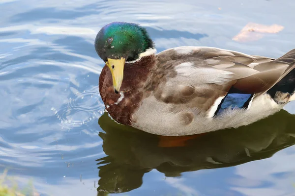 Primer Plano Pato Colorido Nadando Lago Reflectante Azul Claro —  Fotos de Stock