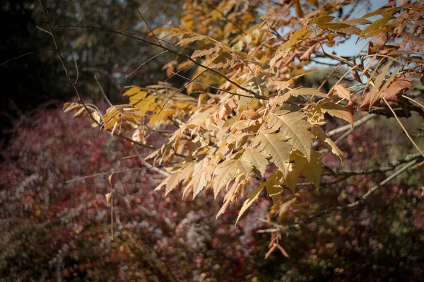 Une Forêt Avec Des Arbres Des Arbustes Colorés Automne — Photo