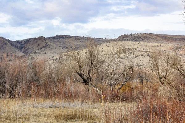 Una Veduta Alberi Senza Foglie Nel Campo Montagne Sullo Sfondo — Foto Stock