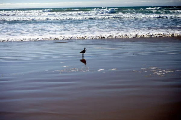 Cute Seagull Coast Sea — Stock Photo, Image