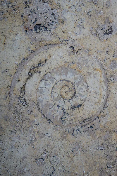 Μια Κορυφαία Άποψη Ενός Αρχαίου Απολιθώματος Στο Έδαφος — Φωτογραφία Αρχείου