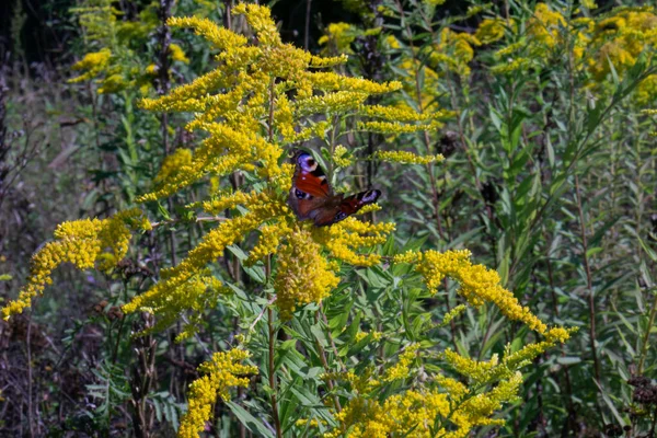 Селективный Павлина Бабочка Желтых Цветах — стоковое фото