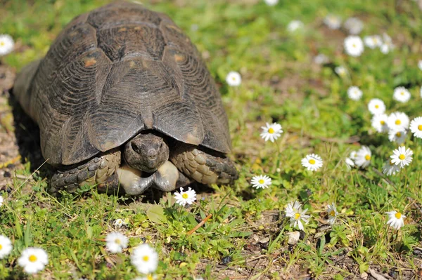 들판에 아름다운 사이에 거북의 — 스톡 사진