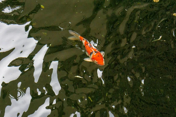 Sebuah Closeup Dari Ikan Koi Kolam — Stok Foto