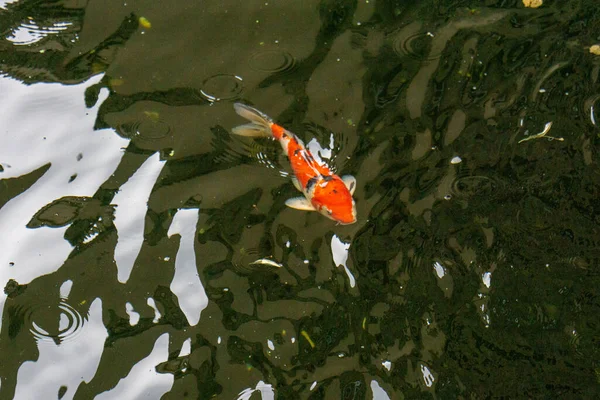 Close Peixe Koi Uma Lagoa — Fotografia de Stock