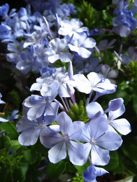 Güzel Bir Bahçe Baharı Işığı Mavi Çiçekler — Stok fotoğraf