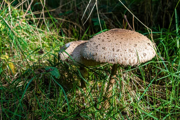 Ein Pilzsonnenschirm Inmitten Von Gras Wald — Stockfoto
