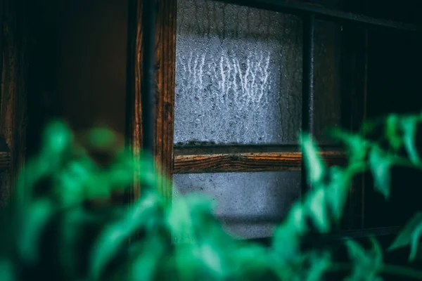 Ett Grunt Fokus Växtlöv Vid Ett Ångande Träfönster — Stockfoto