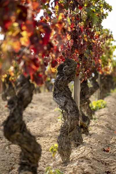Řada Révy Vinné Vinici Vinařské Oblasti Penedes Katalánsku Španělsko — Stock fotografie