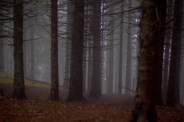 Ködös Táj Sűrű Fákkal Erdőben — Stock Fotó