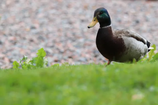 Selective Focus Colorful Duck Standing Green Grass Background Lake — Stock Photo, Image