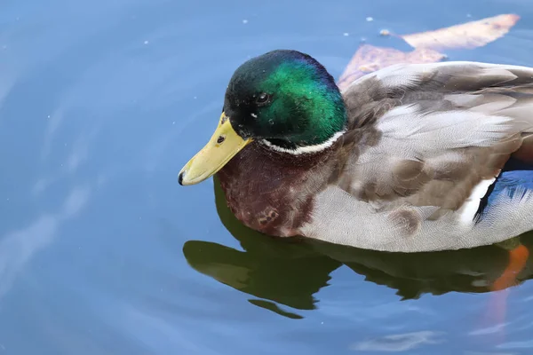 Eine Nahaufnahme Einer Entzückenden Bunten Ente Die Ruhigen Wasser Schwimmt — Stockfoto