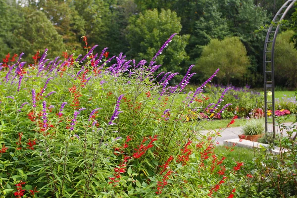 庭で栽培された美しいカラフルな花 — ストック写真