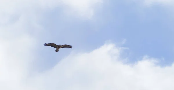 Pájaro Buitre Montaña Volando Cielo Azul — Foto de Stock