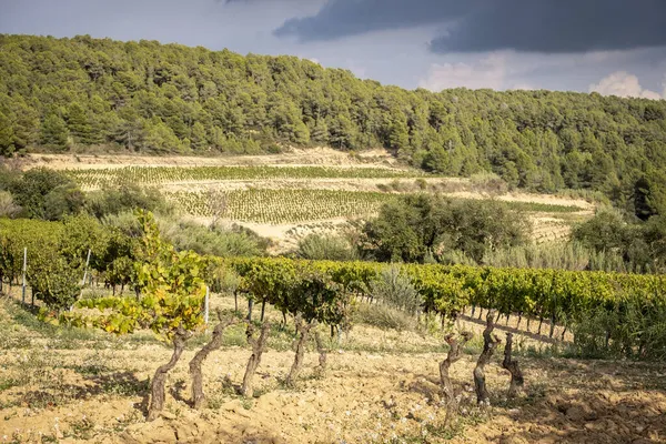 Paesaggi Viticoli Autunnali Nella Regione Vinicola Penedes Catalogna Spagna — Foto Stock