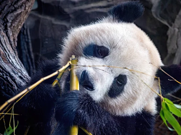 Aranyos Panda Life Park Közelről Kilátás Étkezés Közben — Stock Fotó