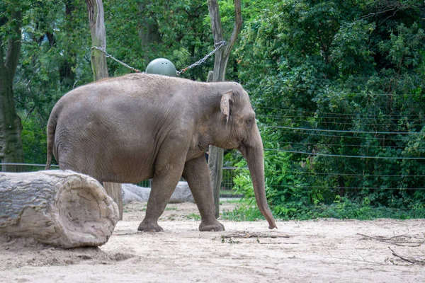 Obrovský Slon Procházející Zoo — Stock fotografie