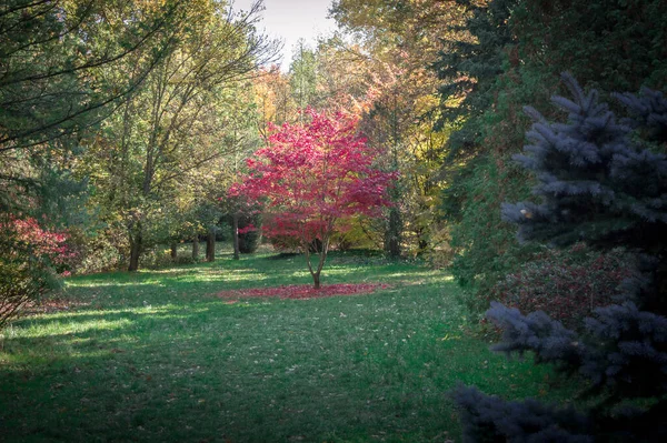 Красное Дерево Опавшими Листьями — стоковое фото