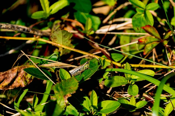 Una Cavalletta Due Strisce Melanoplus Bivittatus Presso Allens Pond Wildlife — Foto Stock