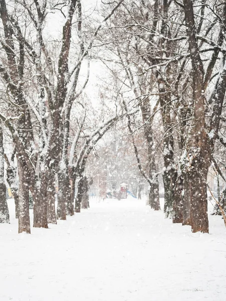 Vertikal Bild Park Täckt Nakna Träd Och Snö Snöfallet Vintern — Stockfoto