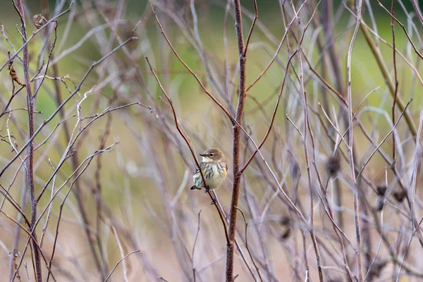 Wróbel Sawannowy Passerculus Sandwichensis Gałęzi Burrage Pond Wildlife Management Area — Zdjęcie stockowe