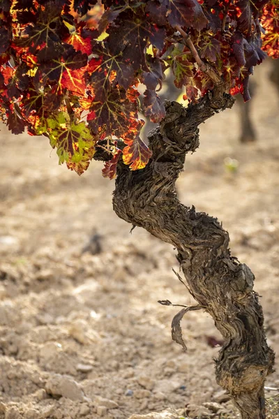 Katalonya Spanya Daki Penedes Şarap Bölgesinde Üzüm Bağında Bir Üzüm — Stok fotoğraf