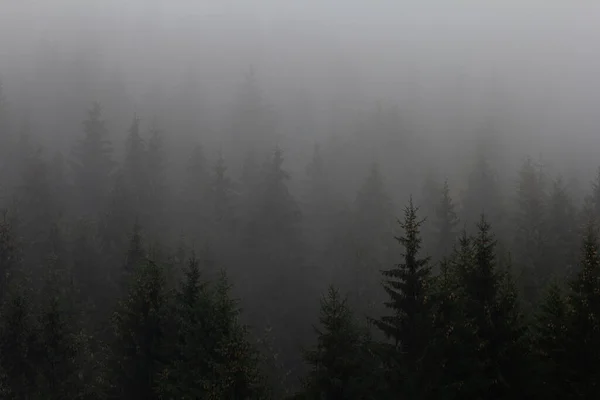 Paesaggio Nebbioso Con Alberi Fitti Nella Foresta — Foto Stock