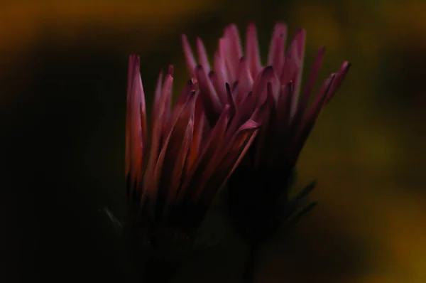 在黑暗中 一朵半开着的紫色菊花的特写镜头 — 图库照片