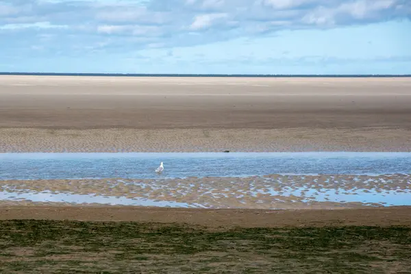 Una Hermosa Toma Estanque Con Pájaro Rodeado Arena Hierba — Foto de Stock