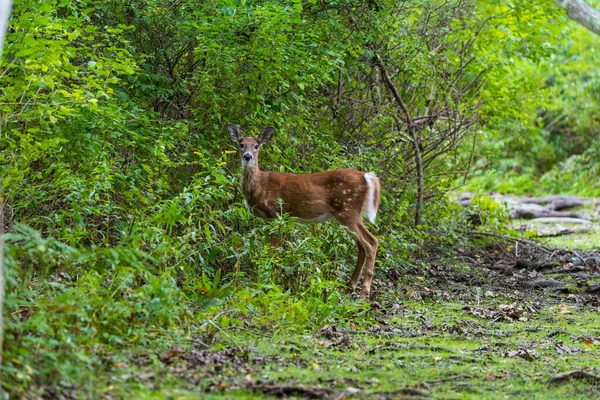 Fehér Farkú Szarvas Odocoileus Virginianus Normann Madármenhelyen Middletown Usa — Stock Fotó