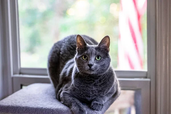 Sandalyesinde Yatıp Evdeki Kameraya Bakan Yeşil Gözlü Şirin Bir Kedi — Stok fotoğraf