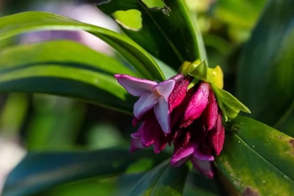 정원에 아름다운 대프니의 클로즈업 — 스톡 사진