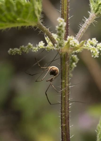 Tiro Vertical Uma Aranha Opiliones Uma Planta Campo Com Fundo — Fotografia de Stock