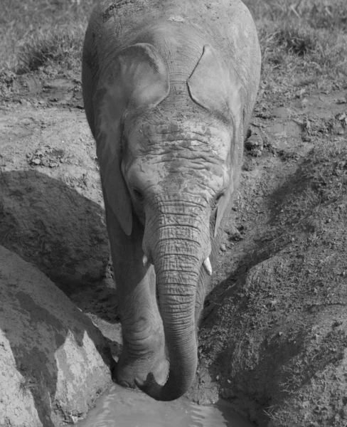 Retrato Escala Grises Elefante Campo Bajo Luz Del Sol Con — Foto de Stock