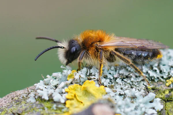 Zbliżenie Samca Szarej Pszczółki Górniczej Andrena Nitida Porośniętym Drewnie — Zdjęcie stockowe
