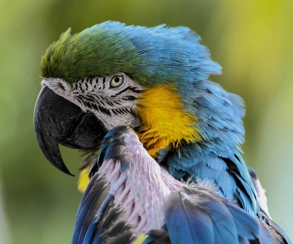Tiro Close Papagaio Exótico Isolado Fundo Verde — Fotografia de Stock