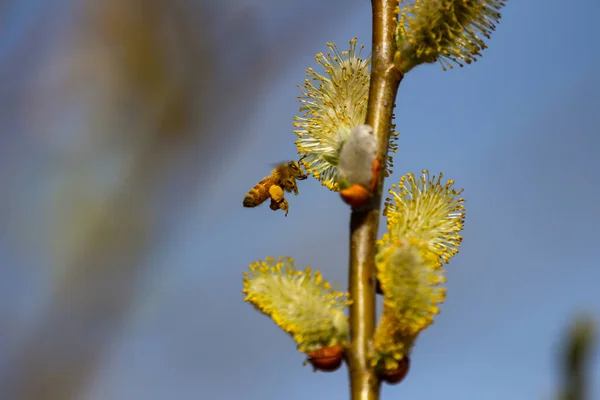Egy Közeli Kép Egy Méhről Amint Nektárt Vesz Egy Virágból — Stock Fotó