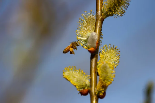 蜜蜂从花朵中采蜜的特写镜头 — 图库照片