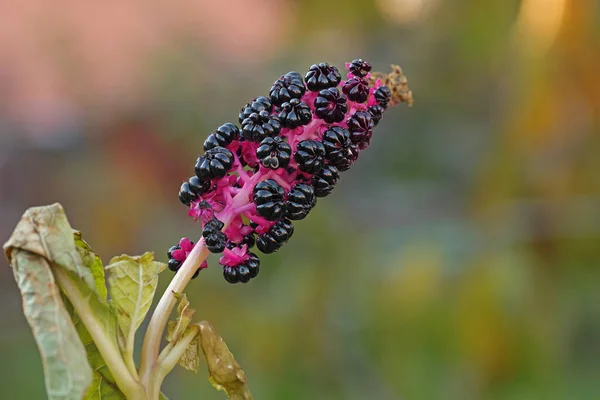 Close Phytolacca Acinosa Pokeweed Indiano Uma Planta Com Flores Família — Fotografia de Stock